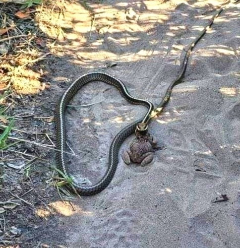 Photo of a Chapada Diamantina Sipo (Chironius diamantina)
