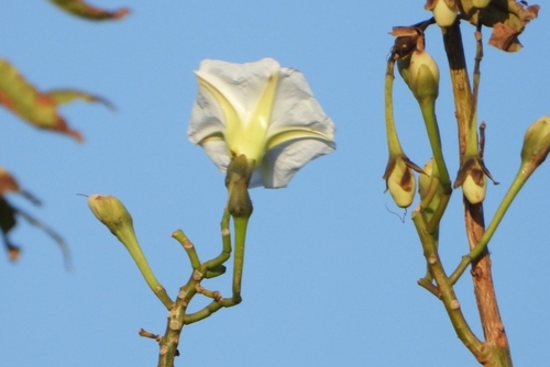 Ipomoea intrapilosa, photograph 3
