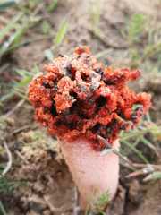 Lysurus corallocephalus