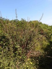 Scrophularia auriculata