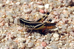 Macrotona securiformis