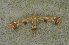 Geina periscelidactylus