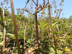 Scrophularia auriculata