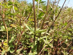 Scrophularia auriculata