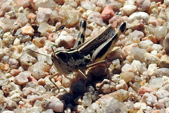 Macrotona securiformis