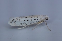 Yponomeuta multipunctella