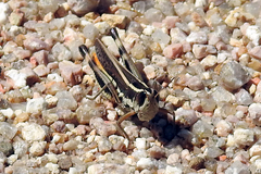 Macrotona securiformis