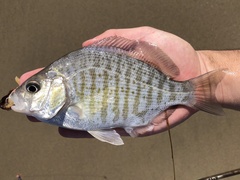 Barred Surfperch photo 1