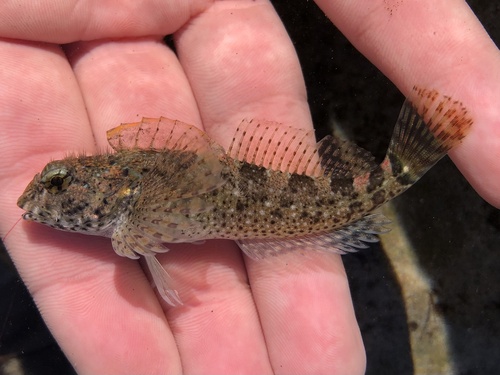 Woolly sculpin (Clinocottus analis) — Cottidae — 2