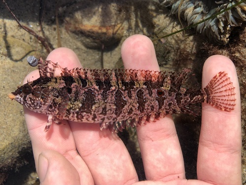 Spotted kelpfish (Gibbonsia elegans) — Clinidae — 2