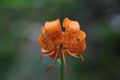 Lilium debile