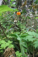 Lilium debile