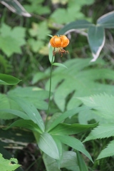 Lilium debile