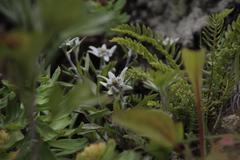 Leontopodium