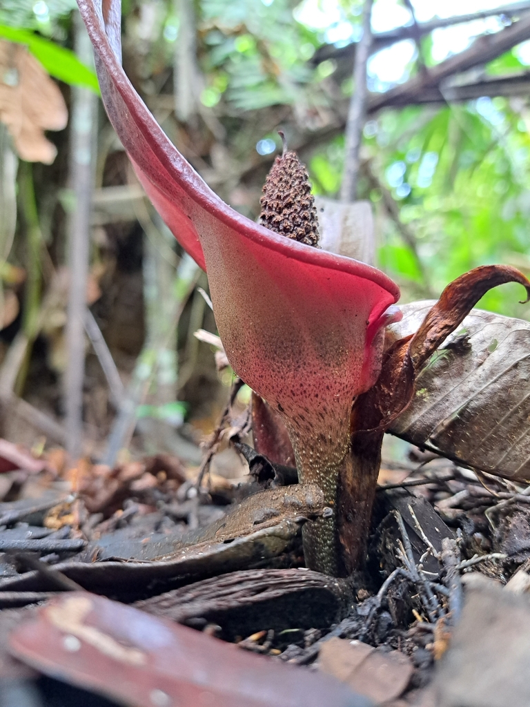 Dracontium grayumianum