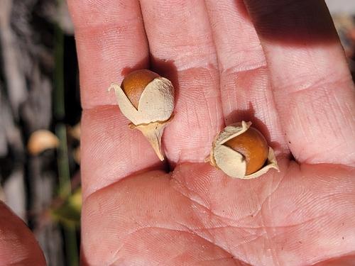 Image of Styrax redivivus by (c) Colin J Pryor, some rights reserved (CC BY)