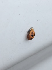 Harmonia axyridis