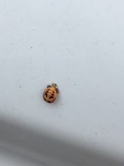 Harmonia axyridis