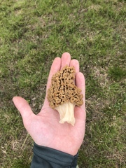 Morchella americana
