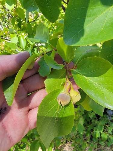 Image of Styrax redivivus by (c) Colin J Pryor, some rights reserved (CC BY)
