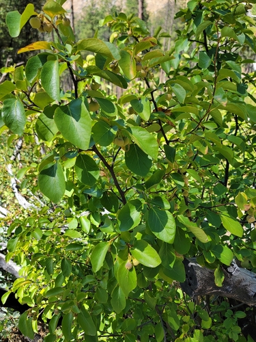 Image of Styrax redivivus by (c) Colin J Pryor, some rights reserved (CC BY)