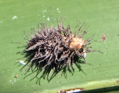 Entomophthoraceae