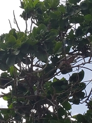 Patagioenas corensis