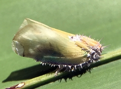 Entomophthoraceae