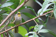 Pycnonotus finlaysoni