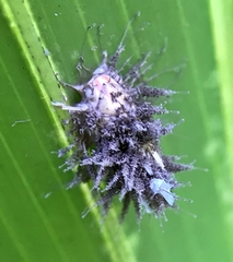 Entomophthoraceae