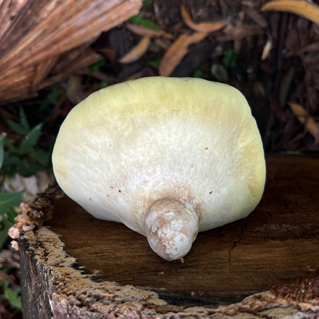 Laetiporus portentosus · February 2025 · photo: © douch (iNaturalist, cc-by-sa)