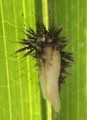 Entomophthoraceae