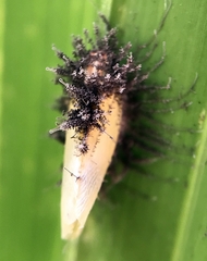 Entomophthoraceae