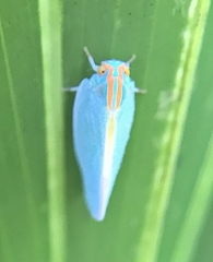 Ormenaria rufifascia