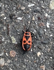 Pyrrhocoris apterus