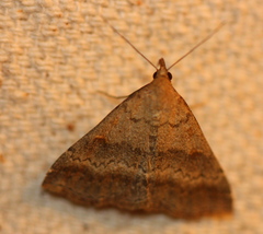Tetanolita palligera