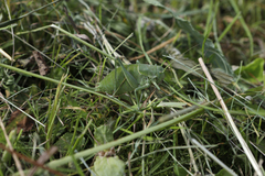 Polysarcus denticauda