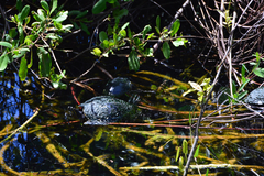 Trachemys venusta iversoni