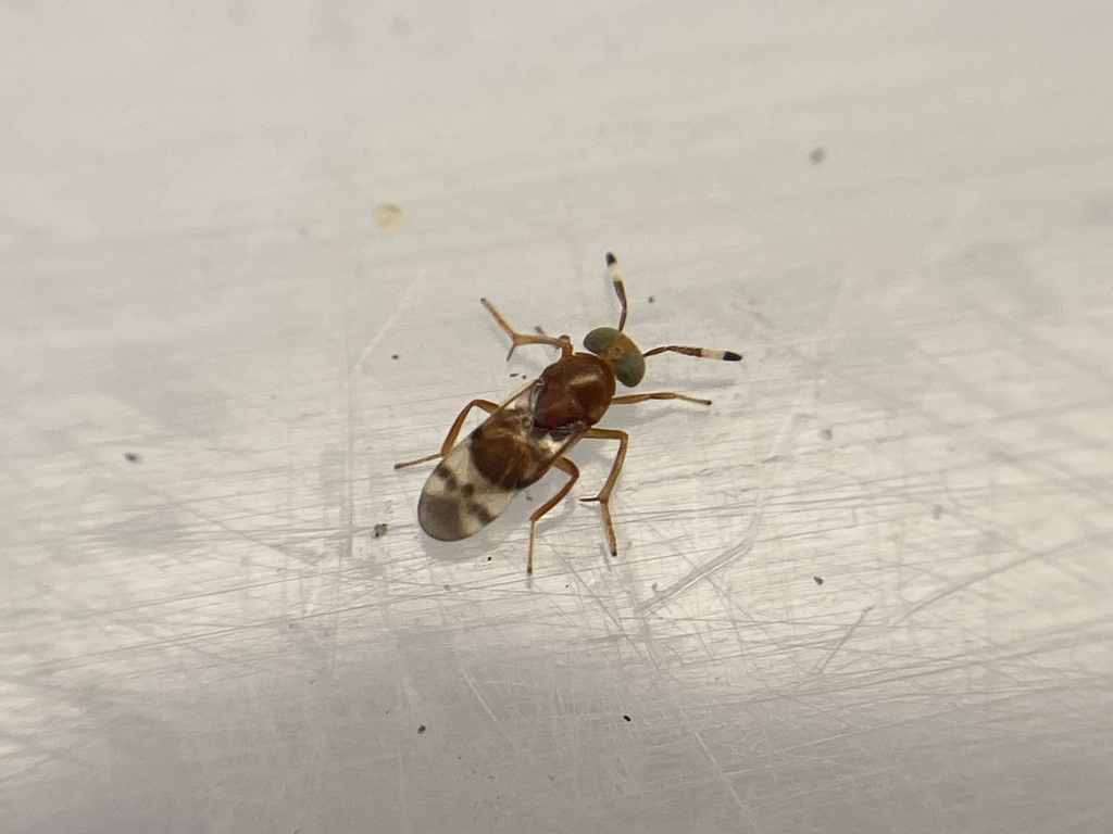 Microterys tricoloricornis