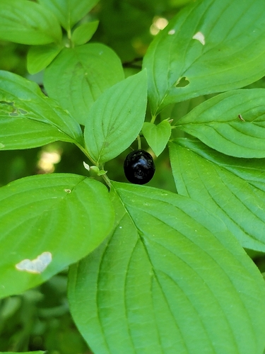 Blackfruit dogwood (Cornus sessilis)