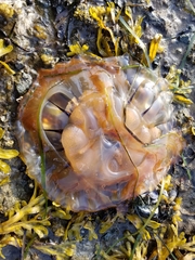 Chrysaora melanaster