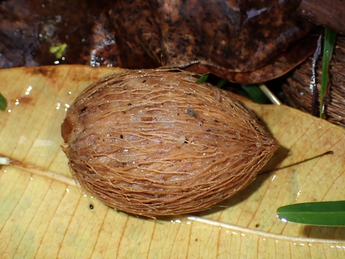 Foto de Cerbera