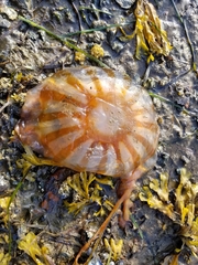 Chrysaora melanaster