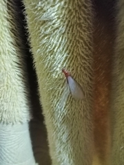 Kalotermitidae