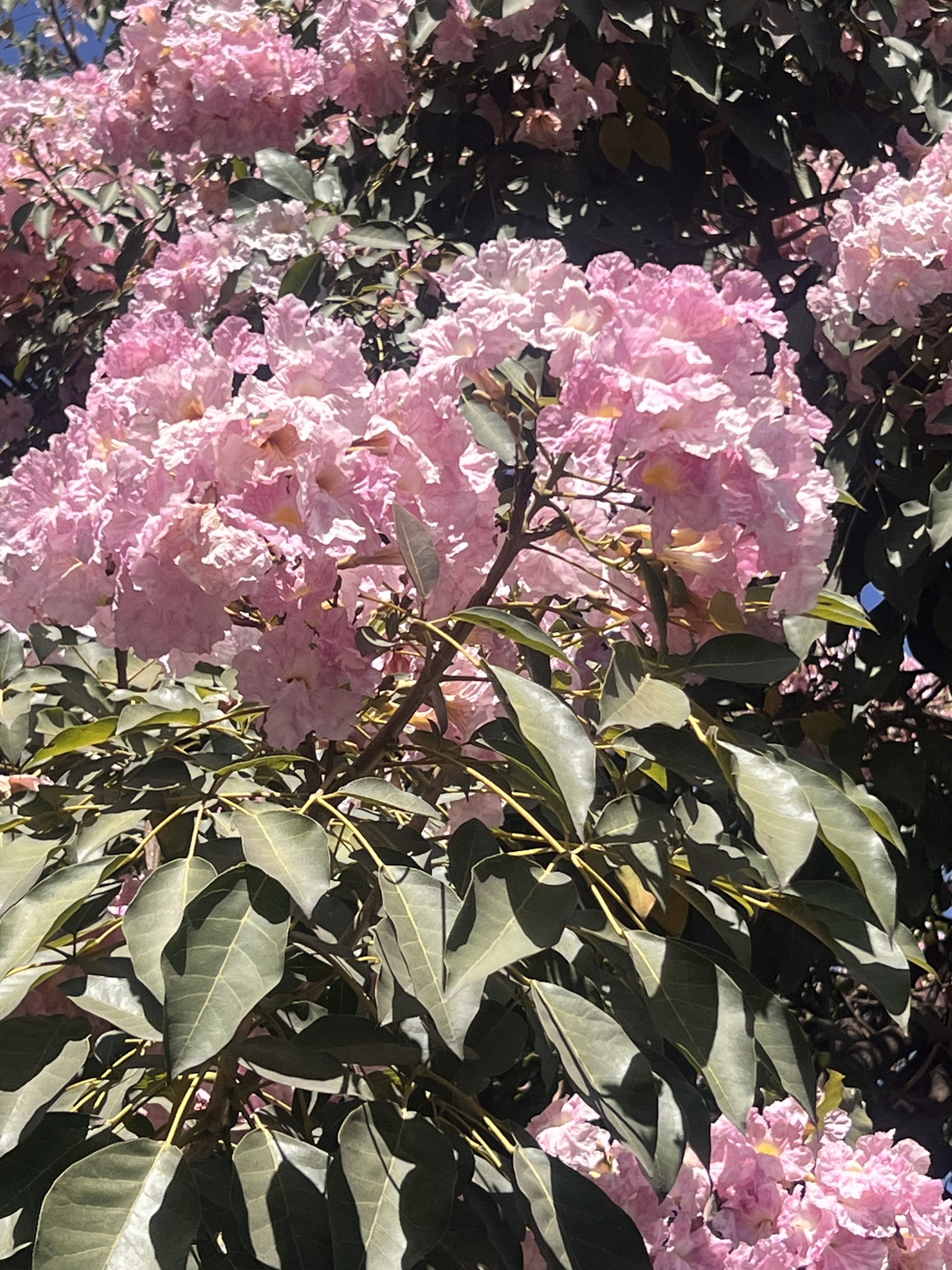 Imagem de Ipê Rosa