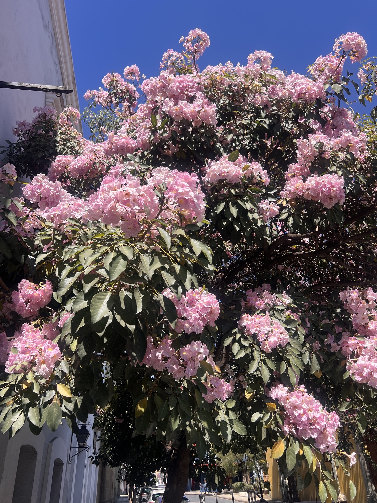 Imagem de Ipê Rosa