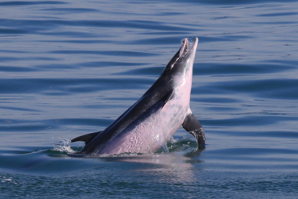 Rough-toothed dolphin lifting its pale belly above the surface