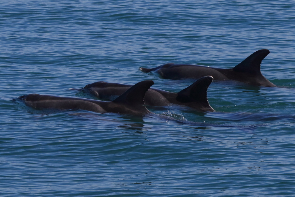 Pod of rough-toothed dolphins surfacing with tall dorsal fins