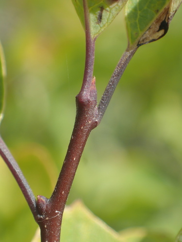 Mountain holly