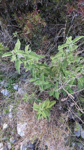 Image of Salvia fruticosa by no rights reserved